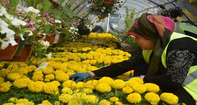 Kırıkkale’de cadde ve sokaklar çiçekler ile renkleniyor