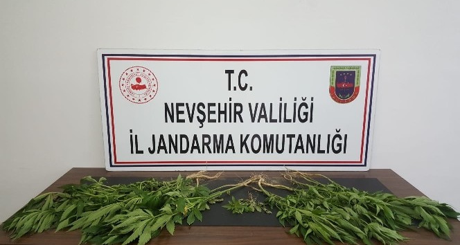 Ürgüp’te 22 kök kenevir bitkisi ele geçirildi