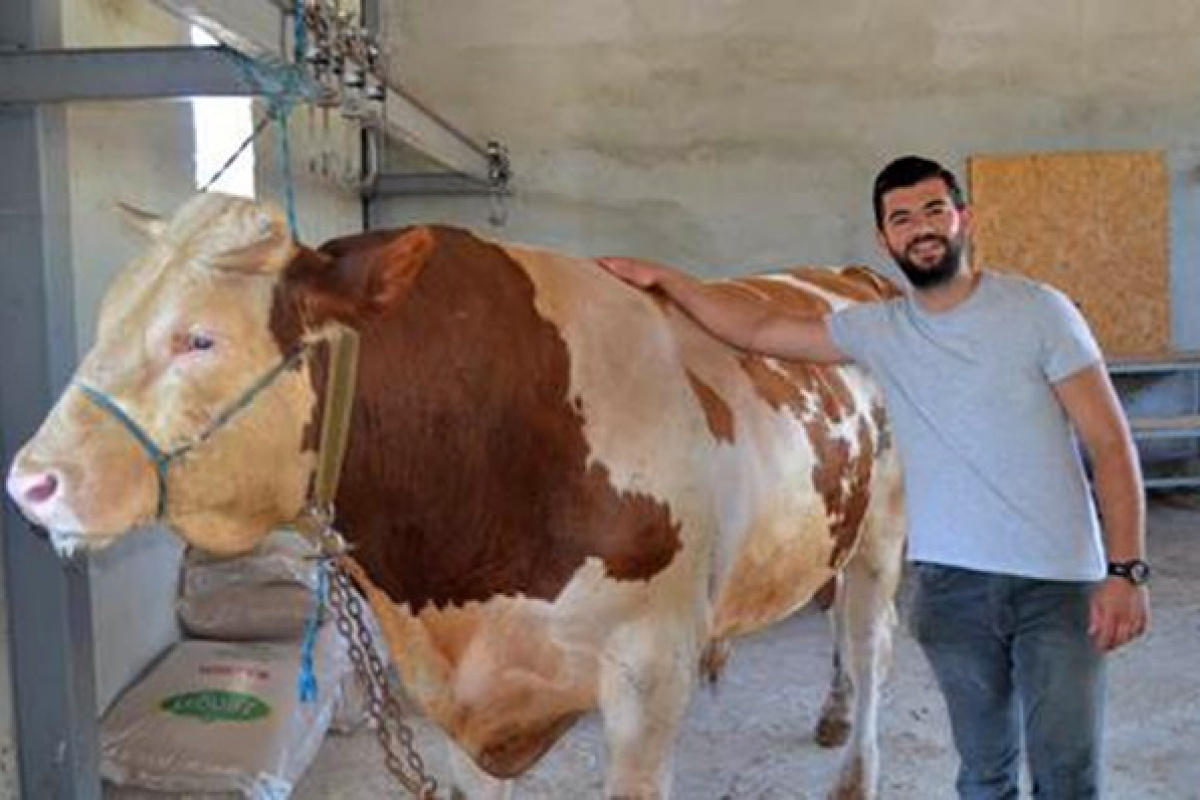 1,3 tonluk ‘Tosun’ 58 bin liraya alıcı bekliyor