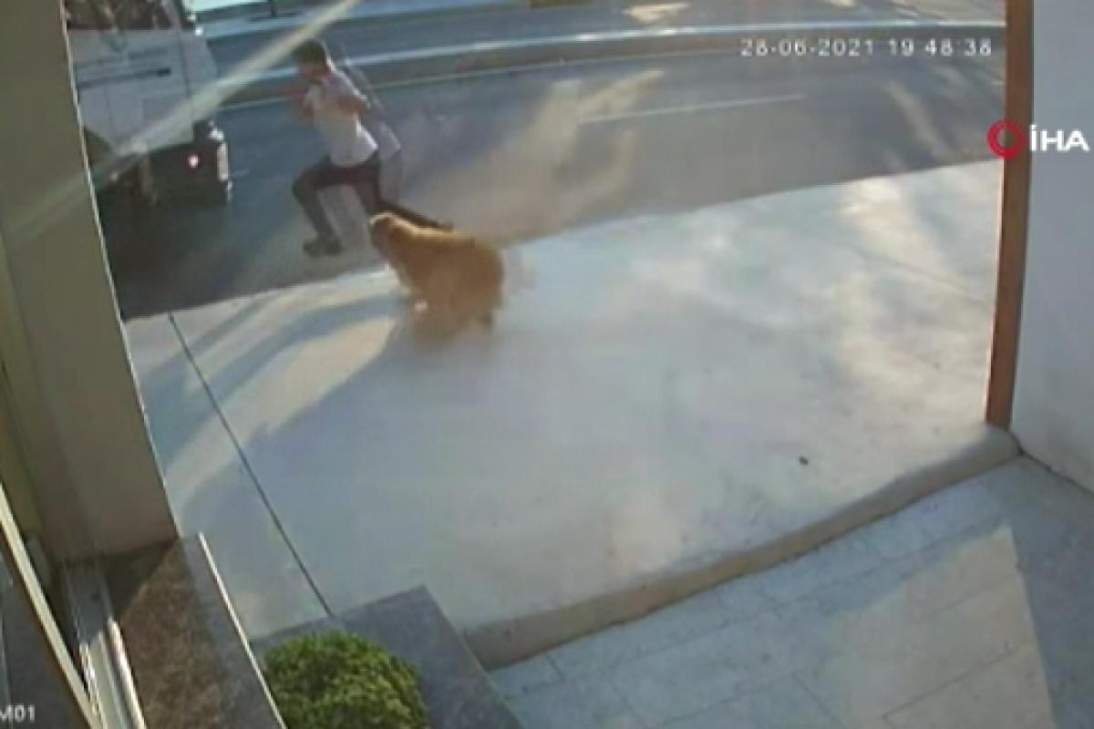 Büyükçekmece’de feci olay! Köpekten kaçmak isterken kamyon çarptı