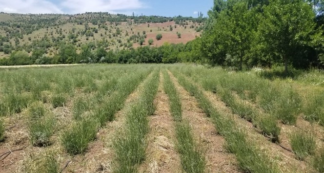 Giresun’da DOKAP desteğiyle lavanta balı ve yağı üretimi hedefleniyor