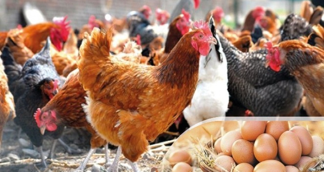 Altınordu Belediyesi, yüzde 50 hibeli 20 bin tavuk dağıtacak