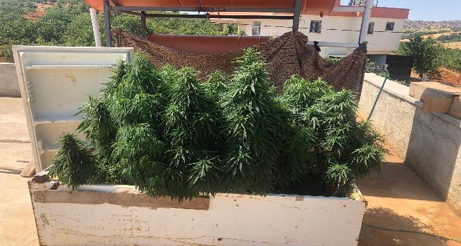 Eski buzdolabına kenevir ekmiş