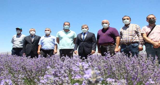 Vali Işık, lavanta tarlasında incelemelerde bulundu