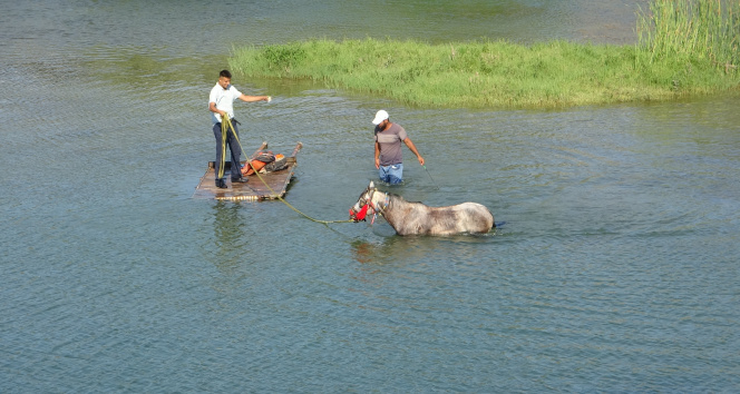 Sıcaktan bunalan atı nehirde serinlettiler