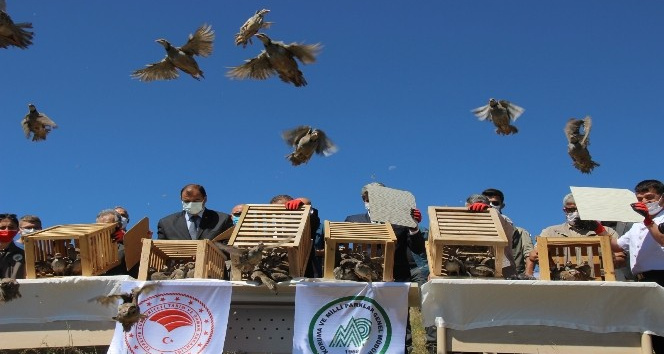 Yozgat’ta üretilen 16 bin 800 keklik doğaya salınıyor