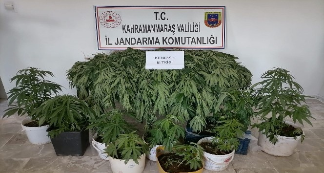Kahramanmaraş’ta 422 kök Hint keneviri ele geçirildi