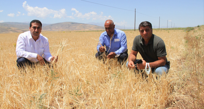 Kuraklıktan dolayı büyümeyen ekinler biçilemiyor