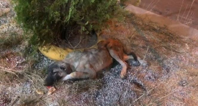 Bingöl’de bitkin halde bulunan köpek tedavi altına alındı