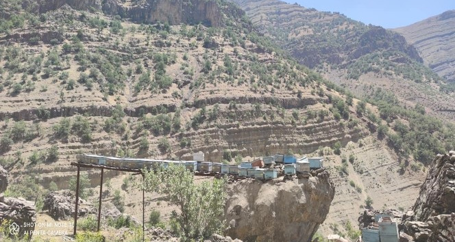 Ayılar arılarını telef edince çözümü kovanları çıkılması imkansız kayaların üzerine yerleştirmekte buldular