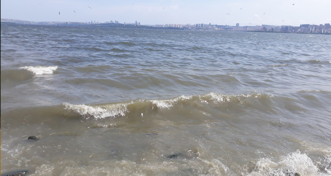 Küçükçekmece Gölü sahiline ölü balıklar vurdu