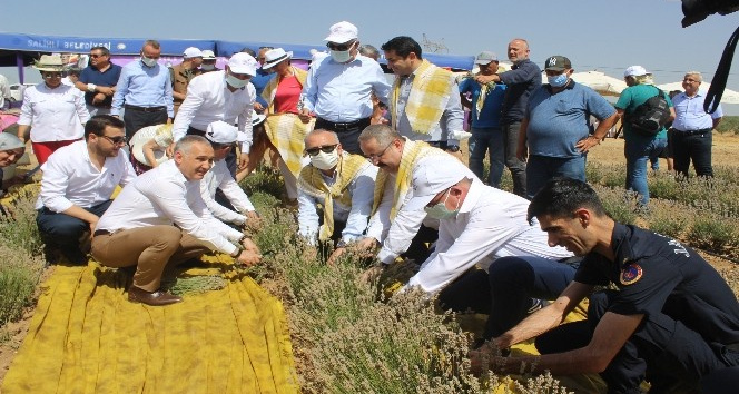 Manisa’da lavanta hasat şöleni