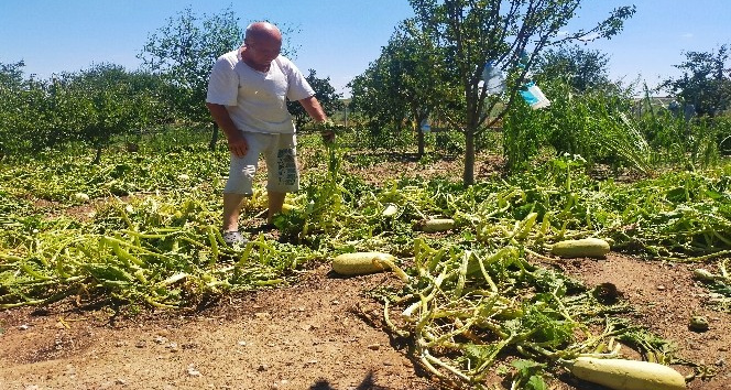 Edirne’de sağanak ve dolu tarım alanlarına zarar verdi