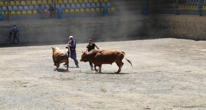 1 yılın aradan sonra Artvinde boğa güreşleri yeniden yapılmaya başladı