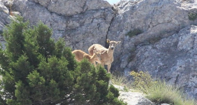 Anadolu yaban koyunlarının ilk yavruları hayata merhaba dedi