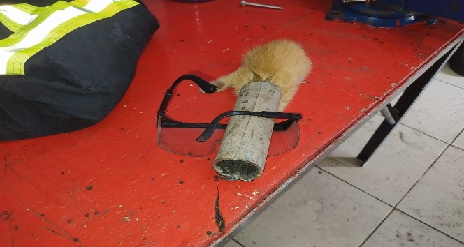 Ordu’da yavru kedi için seferberlik