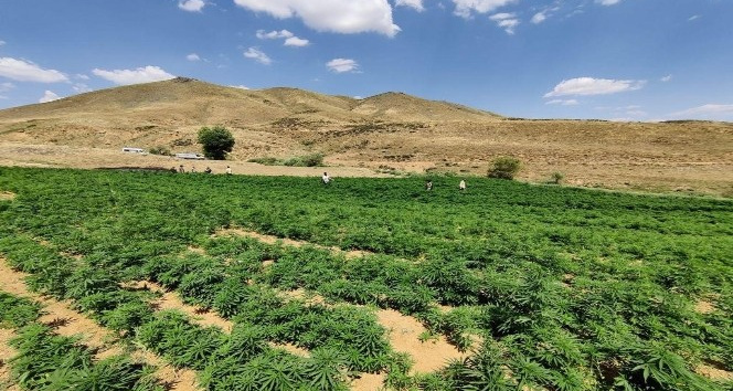 Bingöl’de 3 buçuk milyar lira değerinde 15 milyon kök kenevir ele geçirildi