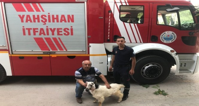 Kayalıklarda mahsur kalan 2 keçi kurtarıldı