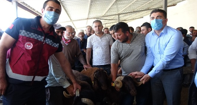 Bingöl’de 139 üreticiye 516 adet damızlık koç ve teke dağıtıldı