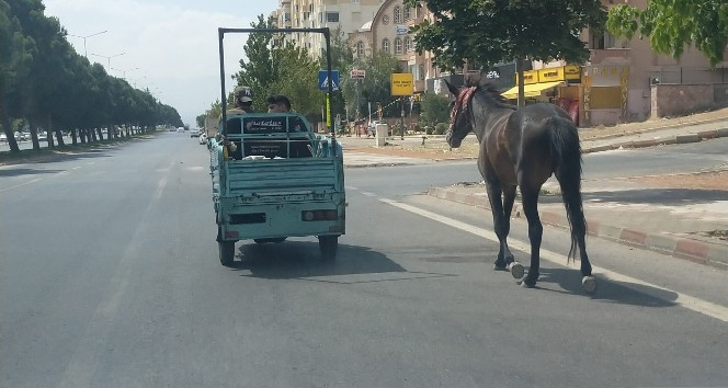 Atı araca bağlayıp çektiler