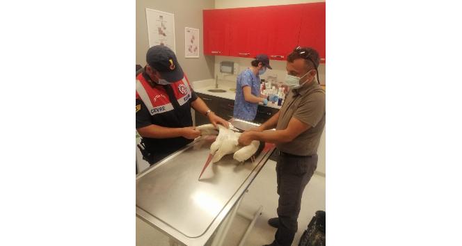 Elektrik çarpan leyleğe jandarma sahip çıktı