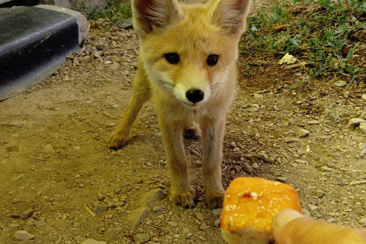 Yavru tilkiyle arıcının dostluğu