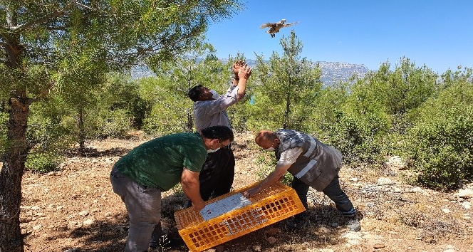 Karaman’da doğaya 850 kınalı keklik salındı