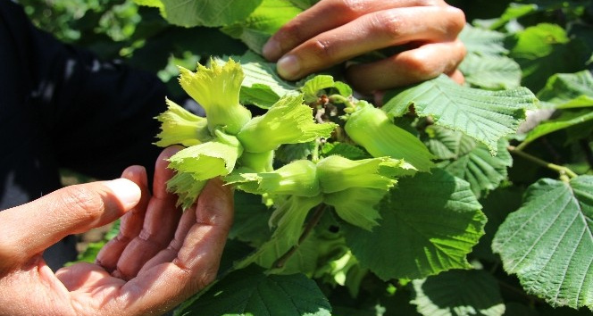 Karan: “ÇKS’ye kayıt yaptıramayan üreticilere ikinci bir şans verilmeli”