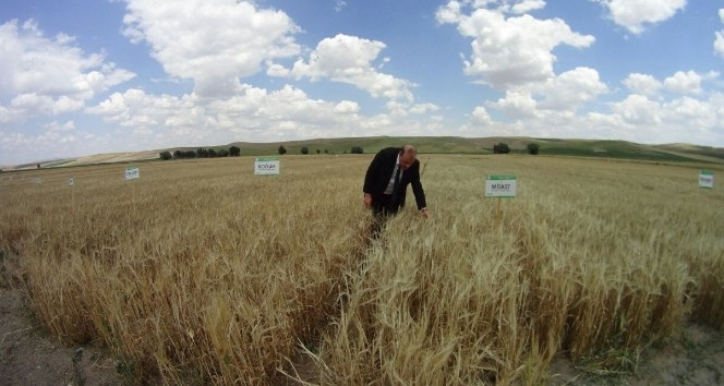 Yozgat’ta milli buğday ve arpa çeşitleri çiftçiye tanıtıldı