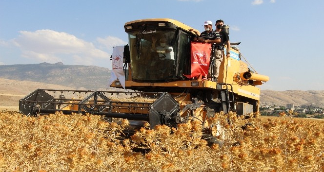 Şırnak’ta ilk defa ekilen aspirin hasadı yapıldı