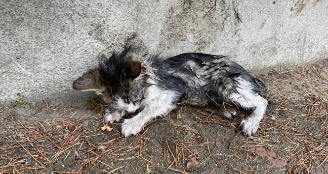 Yağmurda sırılsıklam ıslanan yavru kediye belediye sahip çıktı