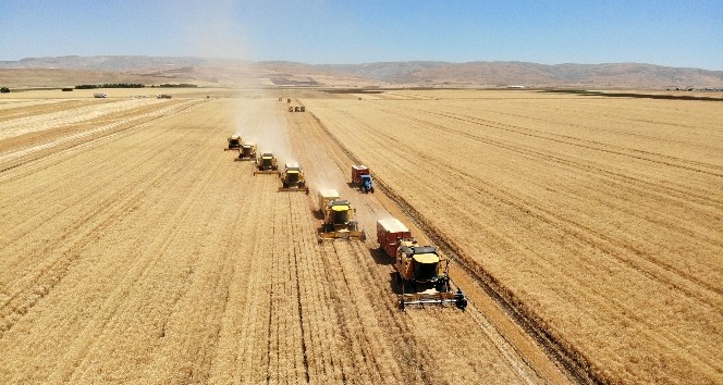 Muş’ta üretilen sertifikalı tohumlar Türkiye’nin dört bir tarafına gönderiliyor