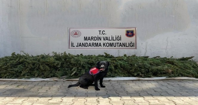 Mardin’de esrar operasyonu