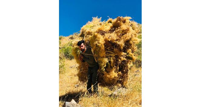 Bedenlerinin 6-7 katı büyüklüğünde 70-80 kiloluk otları 200 metre sırtlarında taşıyorlar