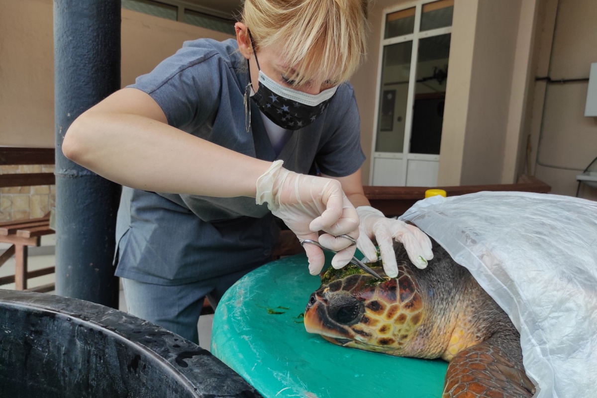 Çanakkale’de kafasından yaralanan caretta caretta tedavi altına alındı