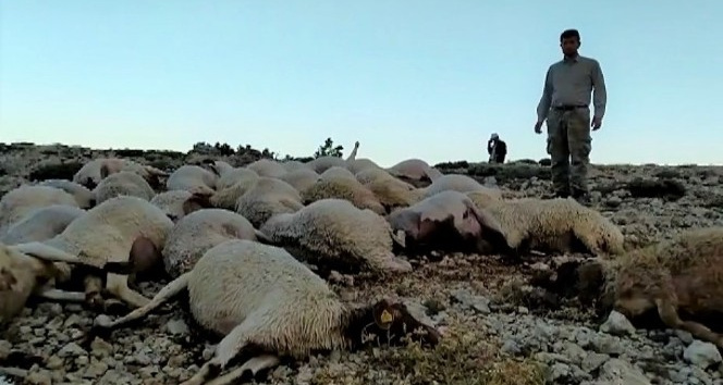 Kahramanmaraş’ta yıldırım düştü 86 koyun telef oldu