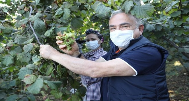 Fındık bu yıl da dalda kalmayacak