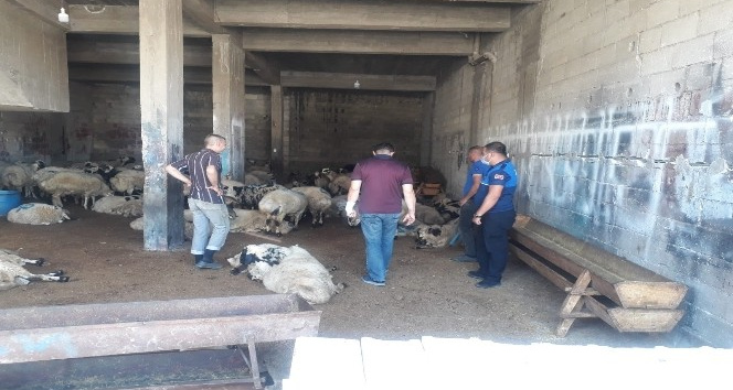 Kurban satış yerleri denetleniyor