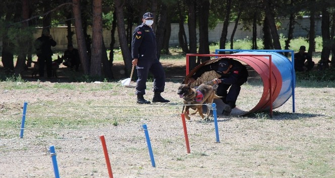 Köpek ve kullanıcılarının yarışı nefesleri kesti
