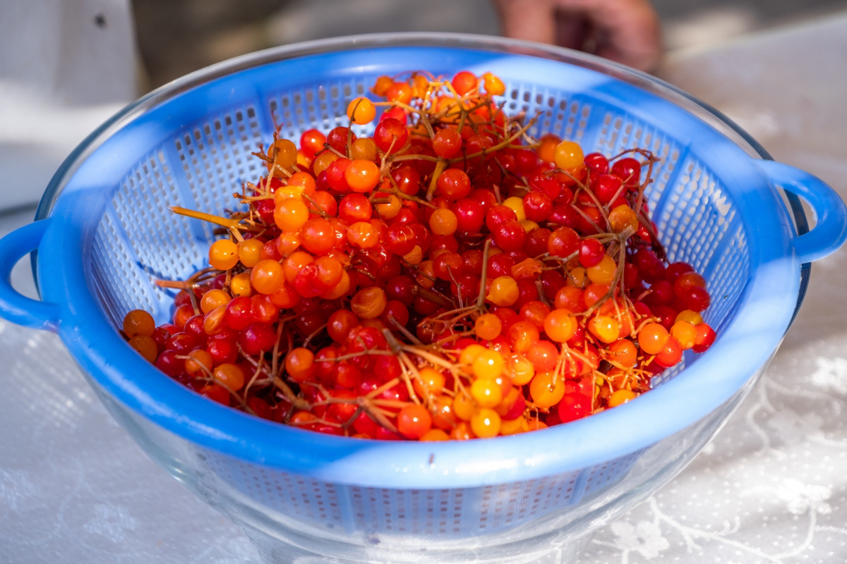 Coğrafi işareti alındı, kendine has özellikleriyle şifa dağıtıyor