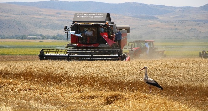 Amasya’da bereketli hasat: Leylekler buğday avında