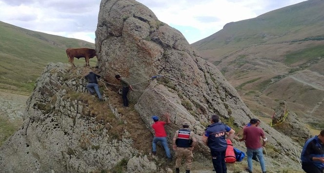Kayalıklarda mahsur kalan inek için halatlı kurtarma operasyonu
