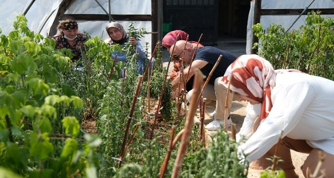 Giresun’da şeker otu olarak bilinen ’Stevia’ hasadı yüz güldürdü