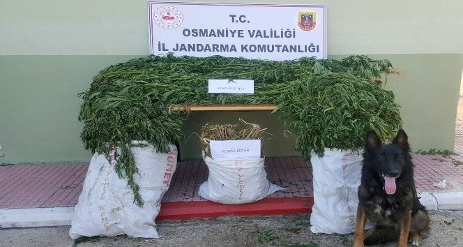 Osmaniye’de uyuşturucu operasyonu