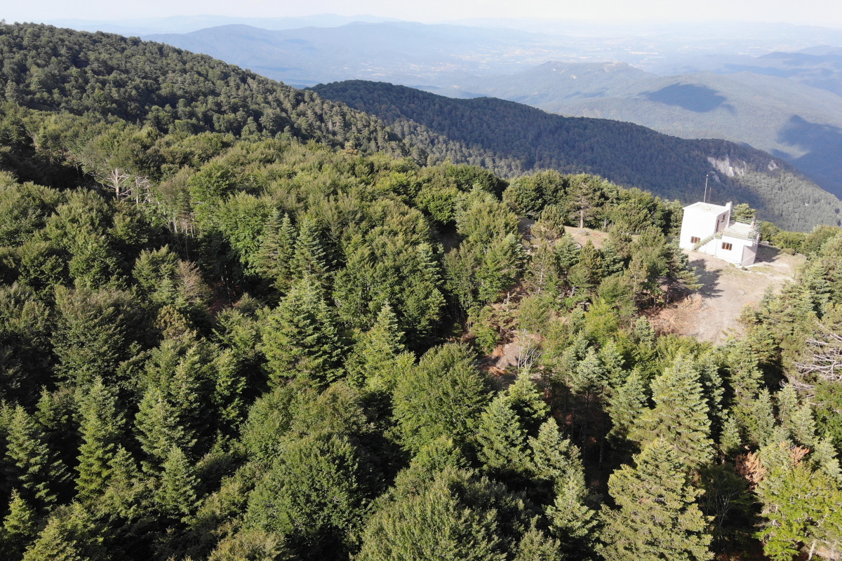 Tarihin yönünü değiştiren ağaç