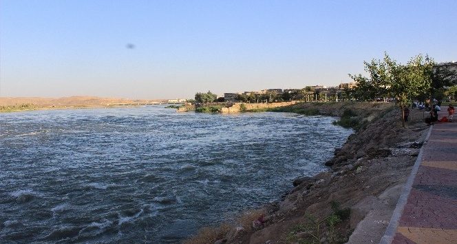 Şırnak’ta su samuru görüntülendi