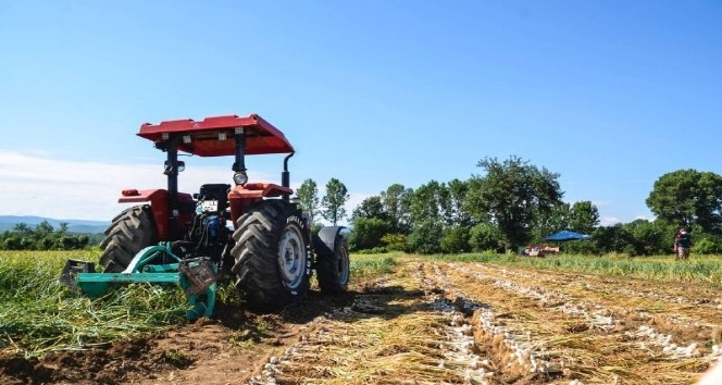 Bakan Yardımcısı, kullandığı traktör ile Taşköprü sarımsağının hasadını başlattı