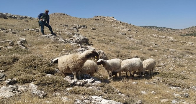 Gercüş’te kayıp koyunlar, sosyal medya sayesinde sahibine ulaştırıldı