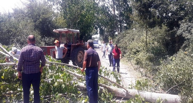 Fırtınadan devrilen kavak ağacı karayolunu kapattı