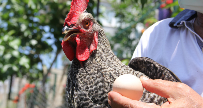 Sinopta 2 aydır yumurtlayan horoz sahibini şaşırttı